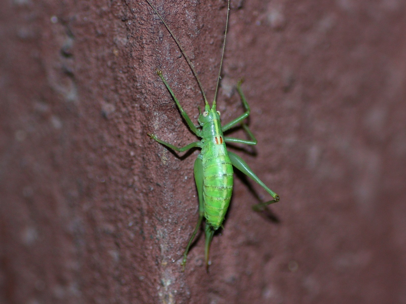 Meconema meridionale (Meconematidae)